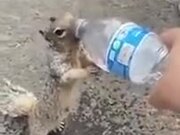 Thirsty Squirrel Asking A Human For Water