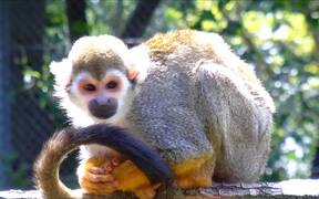 Squirrel Monkey - Animals - VIDEOTIME.COM