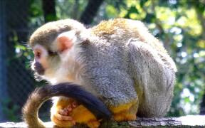 Squirrel Monkey - Animals - VIDEOTIME.COM
