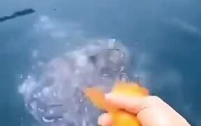 A Fish That Loves Humans - Animals - VIDEOTIME.COM