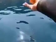 A Fish That Loves Humans