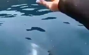 A Fish That Loves Humans - Animals - VIDEOTIME.COM