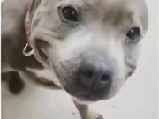 Cute Pitbull With A Smile