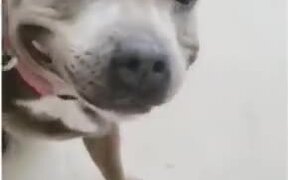 Cute Pitbull With A Smile - Animals - VIDEOTIME.COM