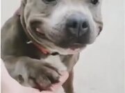 Cute Pitbull With A Smile
