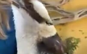 A Bird That Chirps Like A Monkey - Animals - VIDEOTIME.COM
