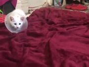 Cutest Kitten Playing On The Bed