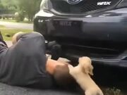 Puppy Helping Daddy To Fix A Car