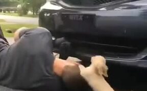 Puppy Helping Daddy To Fix A Car - Animals - Videotime.com