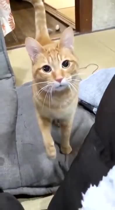 A Cat That Loves Playing Fetch