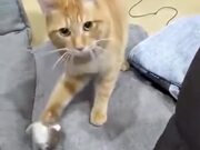 A Cat That Loves Playing Fetch - Animals - Y8.COM