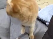 A Cat That Loves Playing Fetch