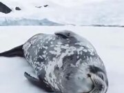 Even Seals Talk In Their Sleep