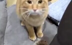 A Cat That Loves Playing Fetch - Animals - Videotime.com