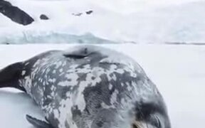 Even Seals Talk In Their Sleep - Animals - VIDEOTIME.COM