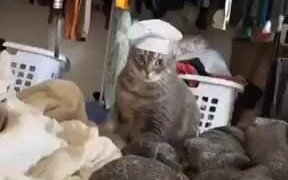 If A Cat Worked In A Bread Shop - Animals - VIDEOTIME.COM