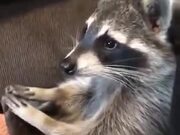 This Racoon Loves A Foot Rub