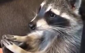 This Racoon Loves A Foot Rub - Animals - VIDEOTIME.COM
