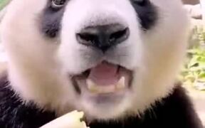 Panda Eating A Young Bamboo Tree - Animals - VIDEOTIME.COM