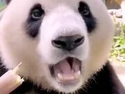 Panda Eating A Young Bamboo Tree