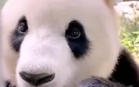 Panda Eating A Young Bamboo Tree - Animals - VIDEOTIME.COM