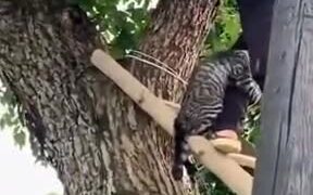 Scared Cat Holding On For Life - Animals - VIDEOTIME.COM