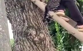 Scared Cat Holding On For Life - Animals - VIDEOTIME.COM