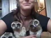 Three Owls And A Weird Lady