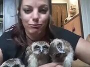 Three Owls And A Weird Lady