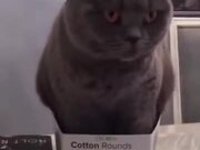Fluffy Cat Sitting Inside A Box