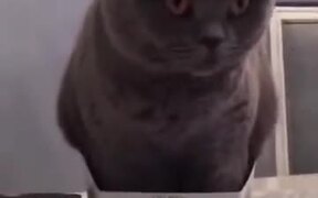 Fluffy Cat Sitting Inside A Box - Animals - VIDEOTIME.COM