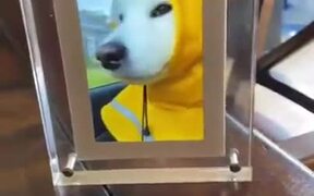 Happy Doggo Got Its Own Video Frame - Animals - VIDEOTIME.COM