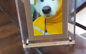 Happy Doggo Got Its Own Video Frame - Animals - VIDEOTIME.COM