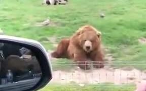 Bear With A Great Catch - Animals - VIDEOTIME.COM