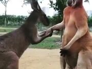 A Kangaroo Couple Fighting