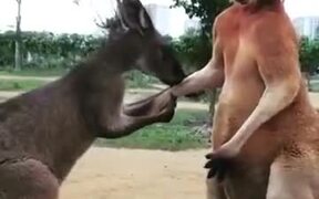 A Kangaroo Couple Fighting - Animals - VIDEOTIME.COM