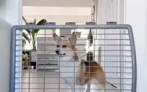 Poor Corgi Unable To Jump A Fence - Animals - VIDEOTIME.COM
