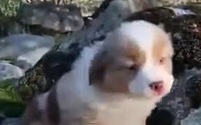 Cutest Furball Of The Day - Animals - VIDEOTIME.COM