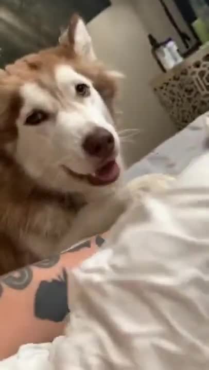 Jealous Dog Wants All The Attention