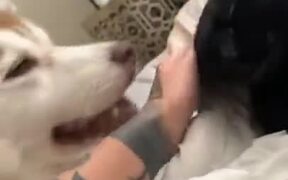 Jealous Dog Wants All The Attention - Animals - VIDEOTIME.COM