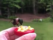 A Beautiful Hummingbird Feeder