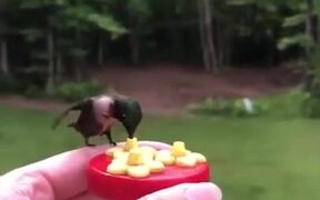 A Beautiful Hummingbird Feeder
