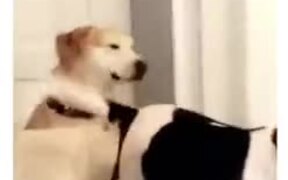 Dog With A Wiper Tail - Animals - VIDEOTIME.COM
