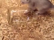 Kitten Vs Glass Jar
