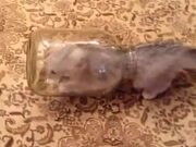 Kitten Vs Glass Jar
