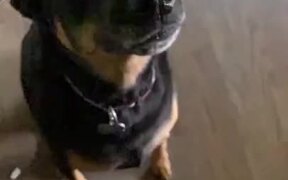 When The Dog Loves Sweets - Animals - VIDEOTIME.COM