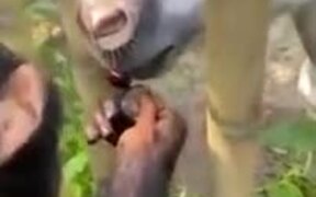 Friendship Between A Chimp And A Horse - Animals - VIDEOTIME.COM