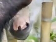 Friendship Between A Chimp And A Horse