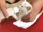 Kind Dog Rescued A Kitten