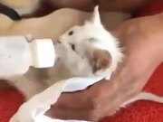 Kind Dog Rescued A Kitten